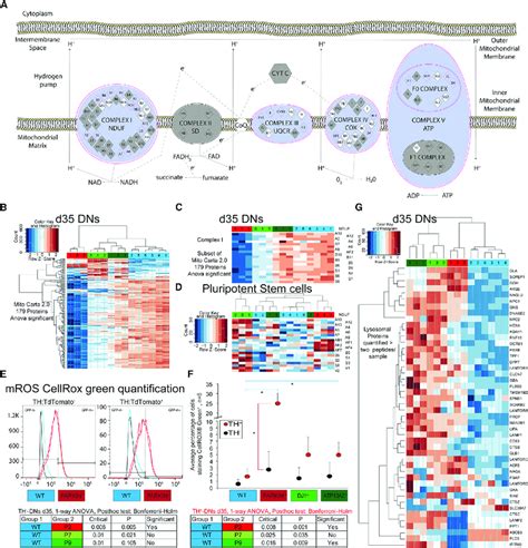 OS Mitochondrial Dysfunction And Lysosomal Dysregulation Are Shared