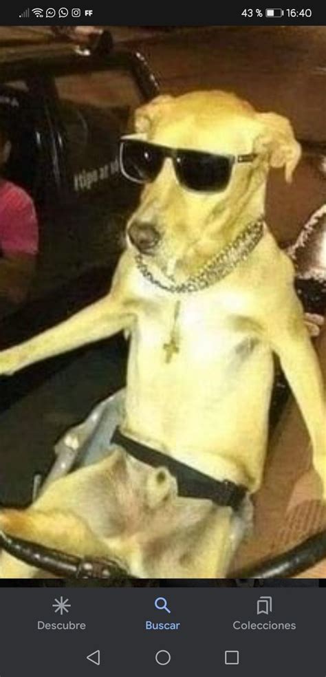 Perro Con Lentes Meme Subido Por Msbejevue Memedroid