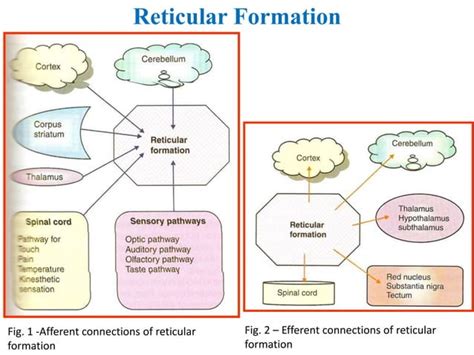 Reticular Activating System Ppt