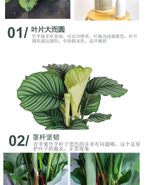 青苹果竹芋孔雀竹芋翠叶猫眼美丽双线竹芋花卉小盆栽室内四季常青 阿里巴巴 青苹果竹芋孔雀竹芋翠叶猫眼美丽双线竹芋花卉小盆栽室内四季常青 阿里巴巴