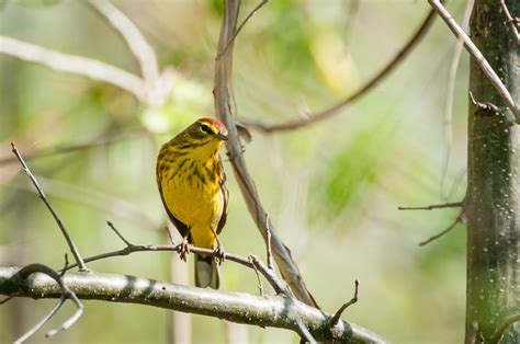 Palm Warblers During Spring Migration Todd Henson Photography