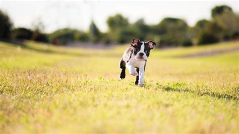 Teacup Boston Terriers: What to Know About Miniature Boston Terriers ...