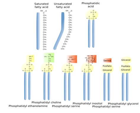 2 Types Of Lipids Found In Cell Membrane | Sitelip.org