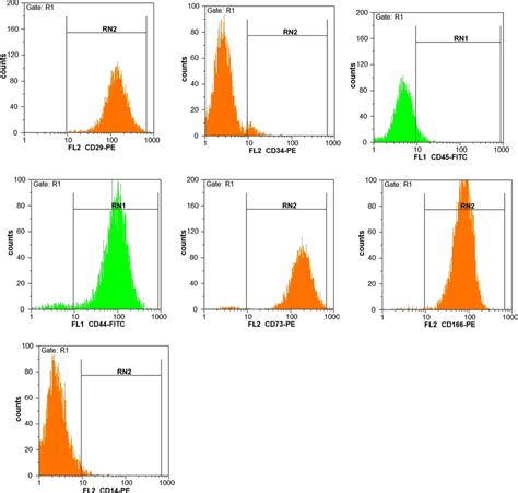 Characterization Of Human Ad Mscs Flow Cytometry Analysis Showed That