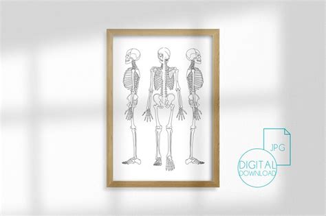 Printable Human Anatomy Poster Anatomy Wall Art Skeleton Etsy