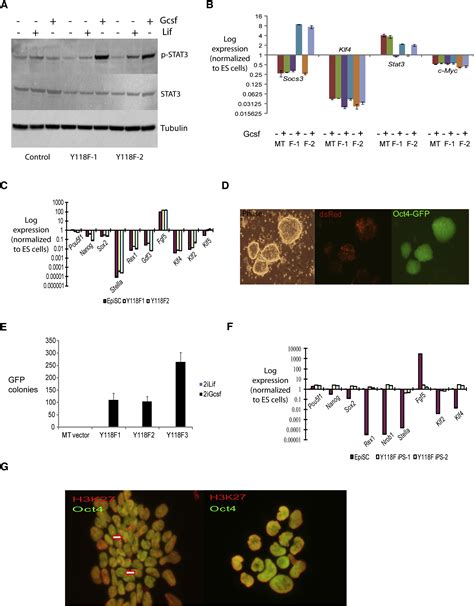 Stat3 Activation Is Limiting For Reprogramming To Ground State