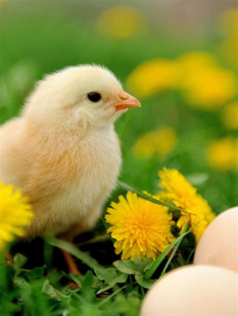 How To Raise Chickens Without Antibiotics The Hip Chick