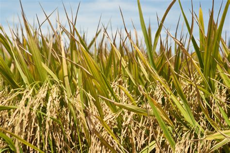 Free paddy farming Photos & Pictures | FreeImages