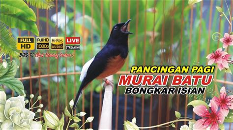 Pancingan Pagi Hari MURAI BATU FULL ISIAN 100 EFEKTIF Buat Pancingan