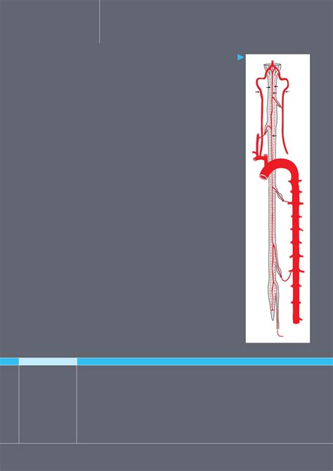 Vascularisation artérielle de la moelle spinale