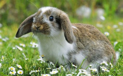 Cute Bunny Backgrounds - Wallpaper Cave