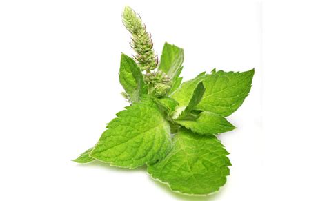 Basil leaf – Preserva Wellness