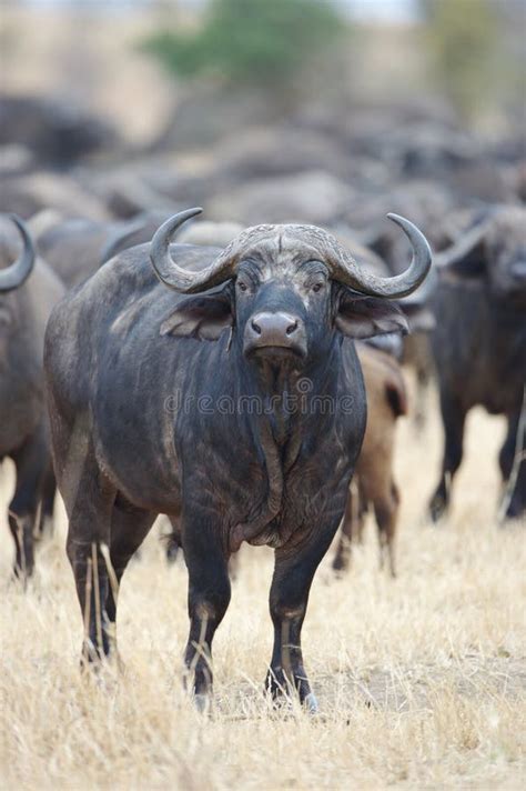 African Buffalo stock image. Image of head, horn, cape - 34425335