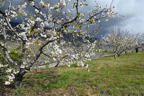 Tragedia Con Las Cerezas Del Valle Del Jerte