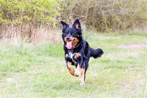 Border Collie Sch Ferhund Mix Im Portrait Hunde De