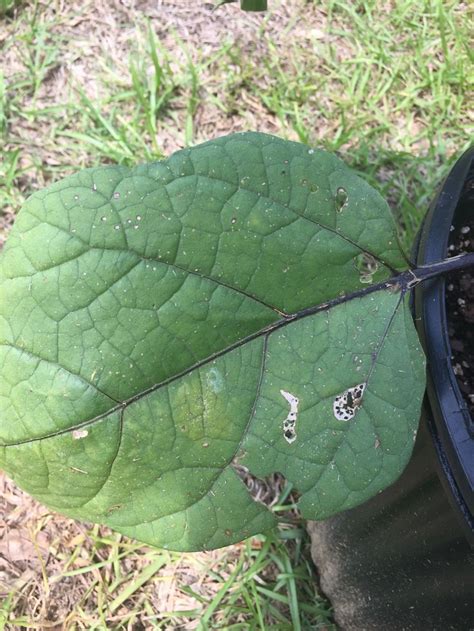 Why Are My Japanese Eggplant Leaves Curling And Also What Are These Brown Spots Plant Leaves