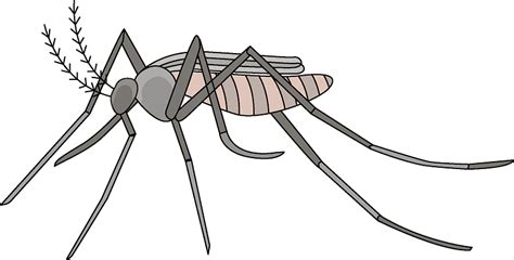 Buzzing Mosquito Clipart Collection Free Vector Graphics And Images