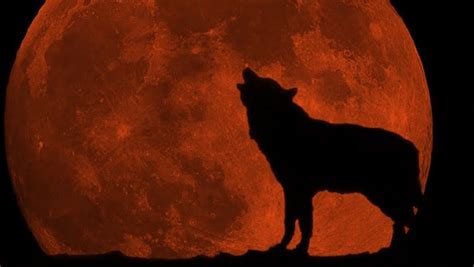 Dónde cuándo y cómo ver la Superluna de Sangre de Lobo