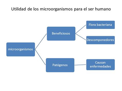 Ejemplos De Microorganismos Beneficiosos Para El Ser Humano Opciones