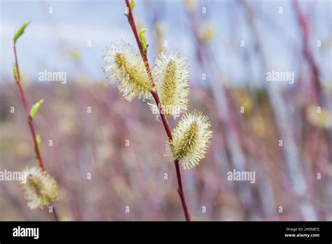 Pussy Willow Branches With Catkins Spring Background Stock Photo Alamy
