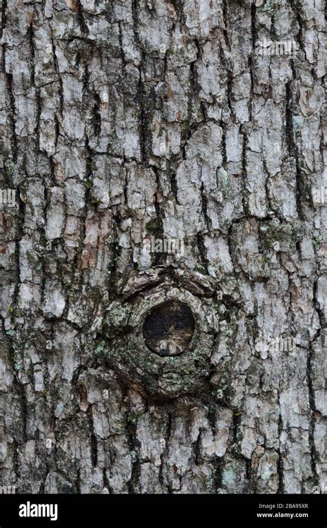 Tree Bark Knot Hi Res Stock Photography And Images Alamy