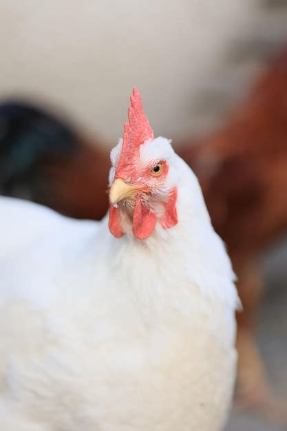 Premium Photo One Chicken In The Photo Free Range Chickens Pecking In