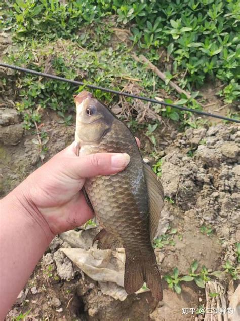 爽！今天野钓一条六七两大板鲫，分享下野钓大鲫鱼怎么钓？ 知乎