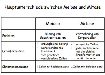 Bio Mitose U Meiose Karteikarten Quizlet