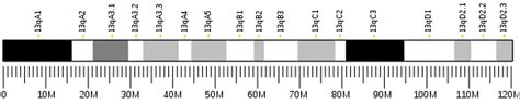 Dihydrofolate reductase - Wikipedia