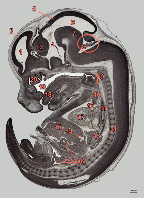 Embryology Of The Rat E16 Sag 339