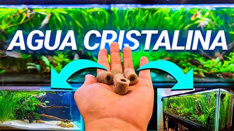 Consejos Para Mantener El Agua Del Acuario Cristalina Corredores