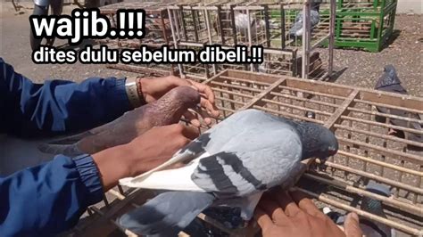 Memilihkan Merpati Bahan Kolong Untuk Pesanan Sabkreber Langsung Tes