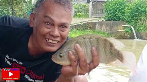 Mancing Borongan Ikan Nila Babon YouTube