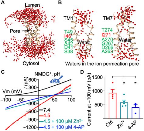 Proton Permeation Pathway Of Human TMEM175 A Selected Water