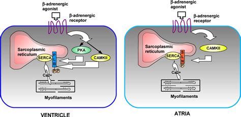 Sarcolipin And Phospholamban As Regulators Of Cardiac Sarcoplasmic