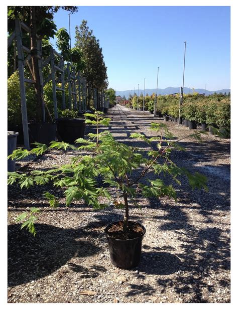 Acer Japonicum Aconitifolium Rable Du Japon Feuille D Aconit