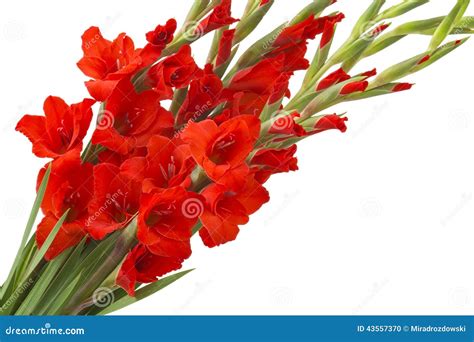 Red Gladiolus Flowers Stock Photo Image 43557370