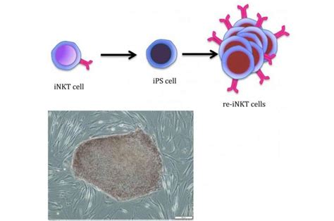 Making Cancer Fighting Cells In The Lab