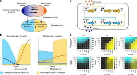 A Synthetic Gene Circuit For Morphogen Interpretation A Schematic Download Scientific Diagram