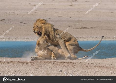 Lions Mating Extraordinary Experience Two Male Three Female Lions Take ...