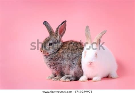 Happy Cute White Gray Bunny Rabbit ภาพสต็อก 1719989971 Shutterstock