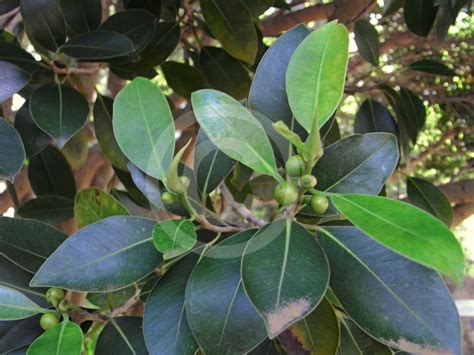 Ficus Obliqua Small Leaf Fig Information Photos