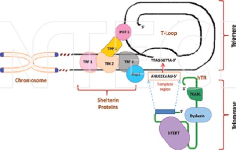 Dna Damage Response Pathway Download Scientific Diagram