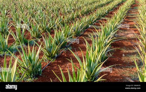 Plantation Of Aloe Vera On The Island Of Crete Greece Stock Photo Alamy