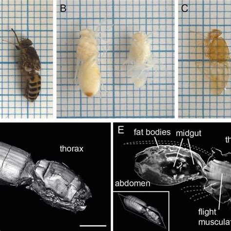 The Peritrophic Matrix Inside The Tsetse Fly Midgut Shows A High Degree