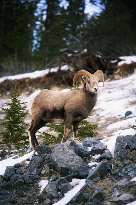 Bighorn Sheep Standing On Rocks Photograph By Richard Wear Pixels