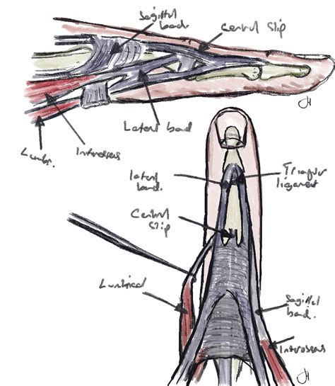 Extensor Tendon Anatomy