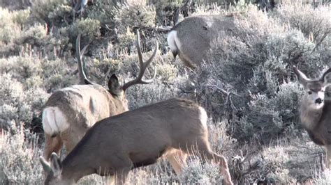 Wyoming Winter Range Mule Deer 2021 2022 Youtube