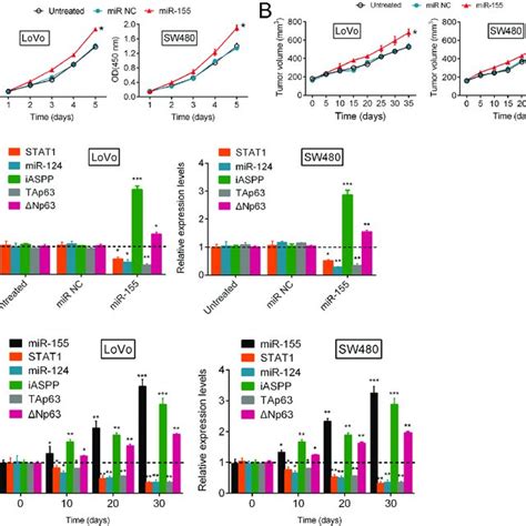 The Mir 124 Iaspp Axis Modulates Crc Cell Growth Via The Regulation Of