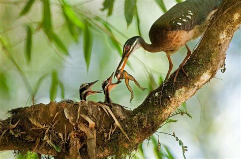 El Pájaro Del Sol Descubre hechos fascinantes e informaci